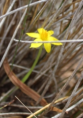 Empodium gloriosum