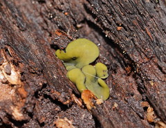 Chlorencoelia versiformis