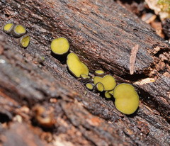 Chlorencoelia versiformis