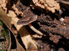 Trogia straminea