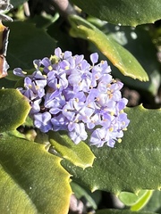 Ceanothus gloriosus gloriosus