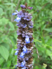 Salvia lavanduloides