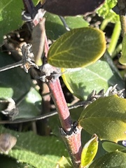 Ceanothus gloriosus gloriosus