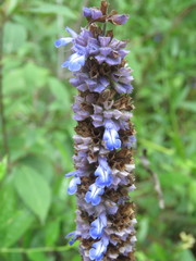 Salvia lavanduloides