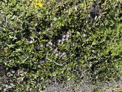 Ceanothus gloriosus gloriosus