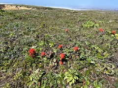 Castilleja mendocinensis