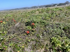 Castilleja mendocinensis