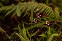 Persicaria strigosa