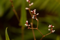Persicaria strigosa