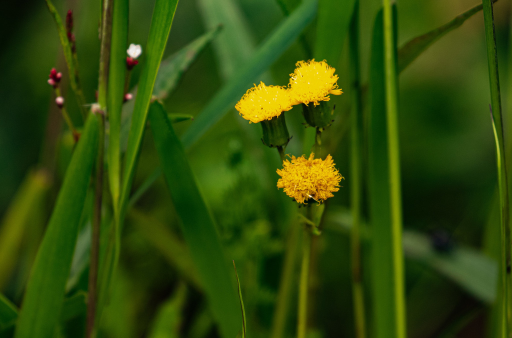 Crassocephalum paludum