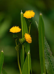 Crassocephalum paludum