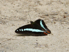 Sumalia daraxa