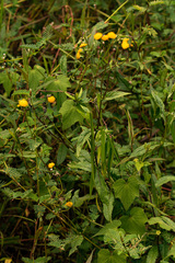 Crassocephalum paludum
