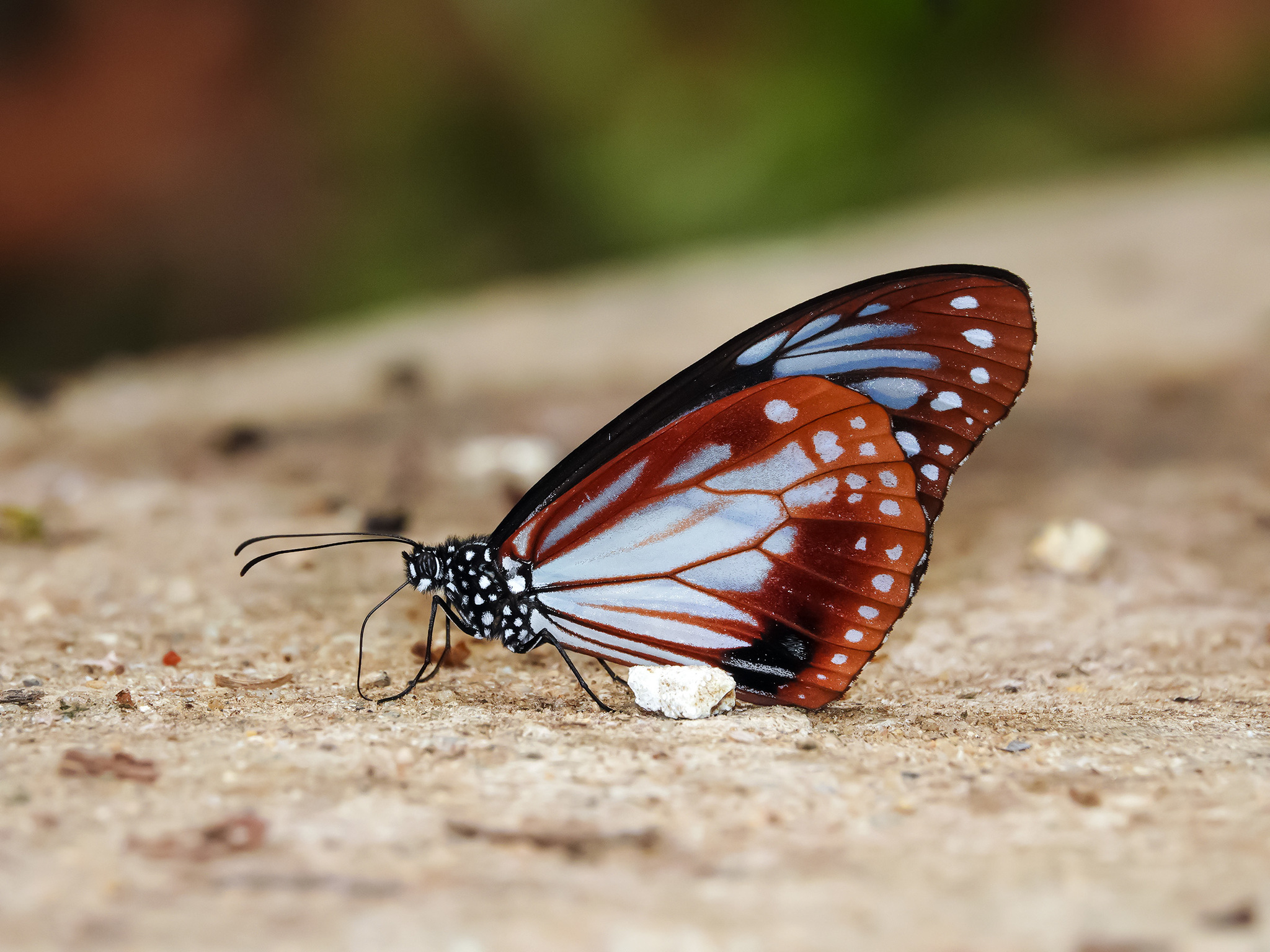 Chestnut Tiger (Parantica sita) · iNaturalist