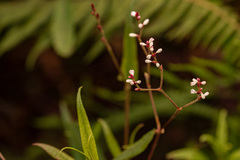 Persicaria strigosa