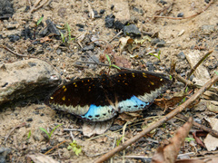 Lexias dirtea