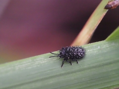 Hispellinus multispinosus
