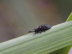 Hispellinus multispinosus