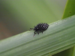 Hispellinus multispinosus