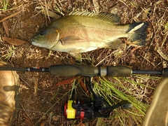 Hephaestus fuliginosus