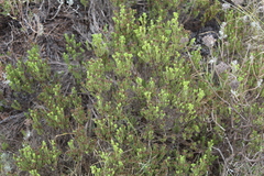Oedera uniflora