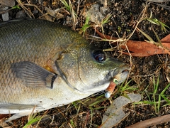 Hephaestus fuliginosus