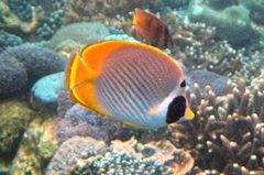 Chaetodon adiergastos