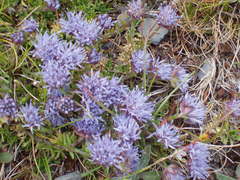Jasione crispa