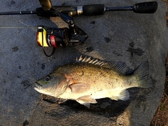 Hephaestus fuliginosus