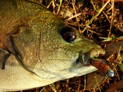 Hephaestus fuliginosus