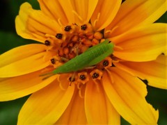 Atractomorpha australis