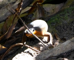 Eutropis multifasciata