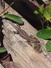 Lacerta agilis