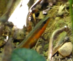 Eutropis multifasciata