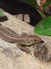 Lacerta agilis