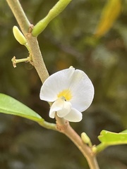 Baphia nitida