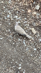 Streptopelia decaocto