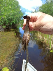 Macrobrachium acanthurus