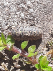 Armadillidium