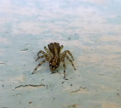 Salticidae