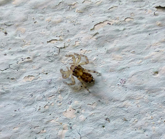 Salticidae