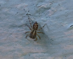 Salticidae