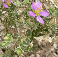 Fagonia mollis