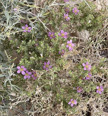 Fagonia mollis