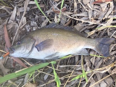 Hephaestus fuliginosus