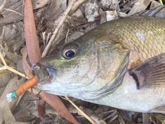 Hephaestus fuliginosus