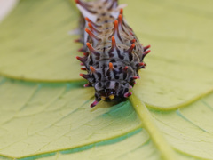 Byasa polyeuctes