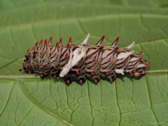Byasa polyeuctes