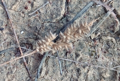 Tribolium hispidum