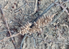 Tribolium hispidum
